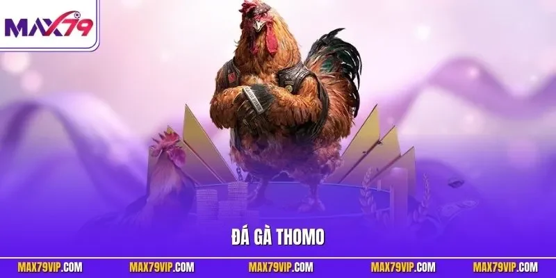 Đá gà Thomo