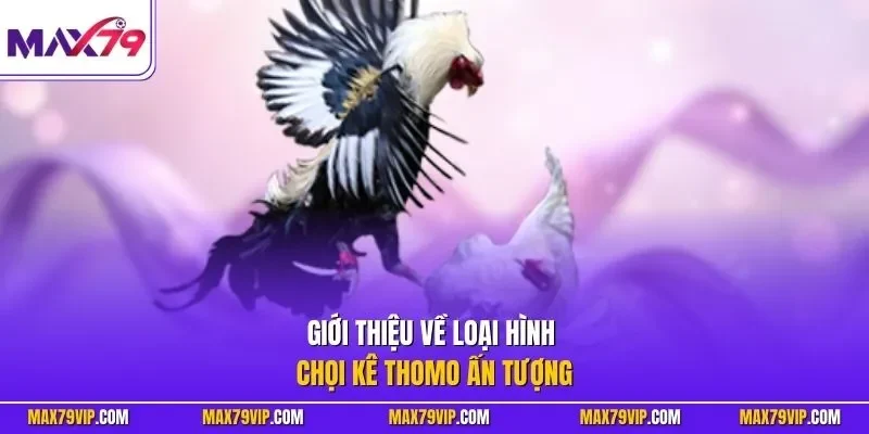 Giới thiệu về loại hình chọi kê Thomo ấn tượng