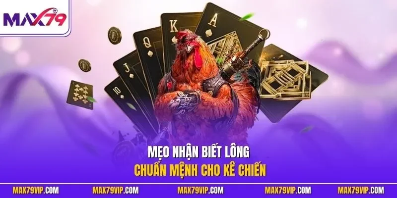 Mẹo nhận biết lông chuẩn mệnh cho kê chiến