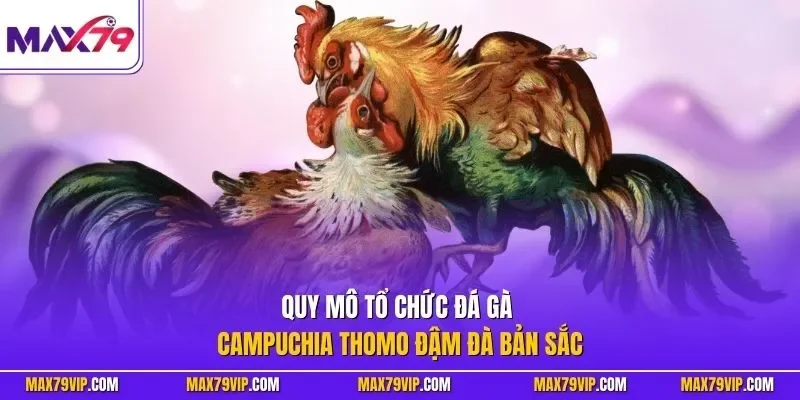 Quy mô tổ chức đá gà Campuchia Thomo đậm đà bản sắc